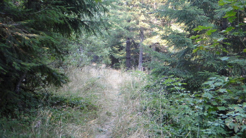 Overgrown trail segment shortly after the trail-head. Watch for tick bites!