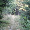 Overgrown trail segment shortly after the trail-head. Watch for tick bites!