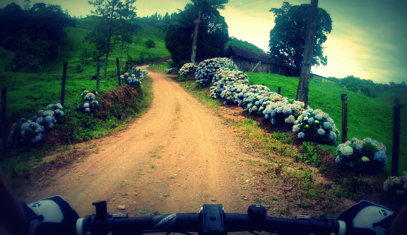 Passagem por Hortênsias flores vistas mais entre Novembro e Janeiro.