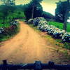 Passagem por Hortênsias flores vistas mais entre Novembro e Janeiro.