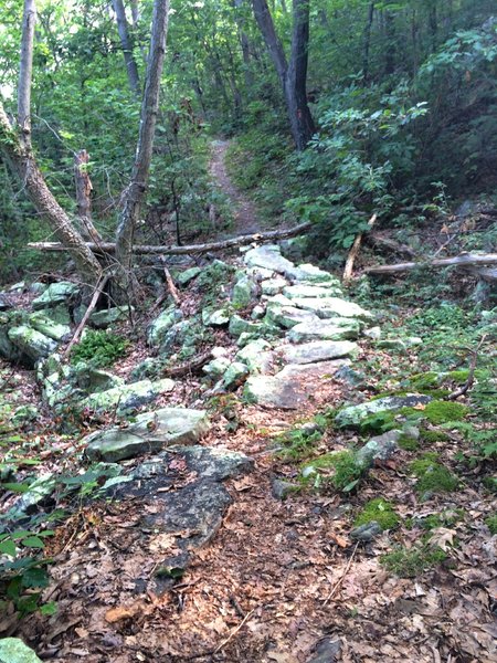 Near the start of the Massanutten Trail heading northeast