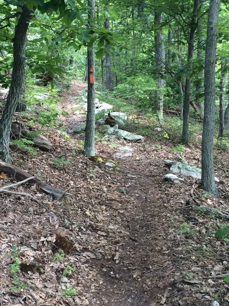 More of the Massanutten Trail, where it starts to get a little less rocky