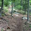 More of the Massanutten Trail, where it starts to get a little less rocky