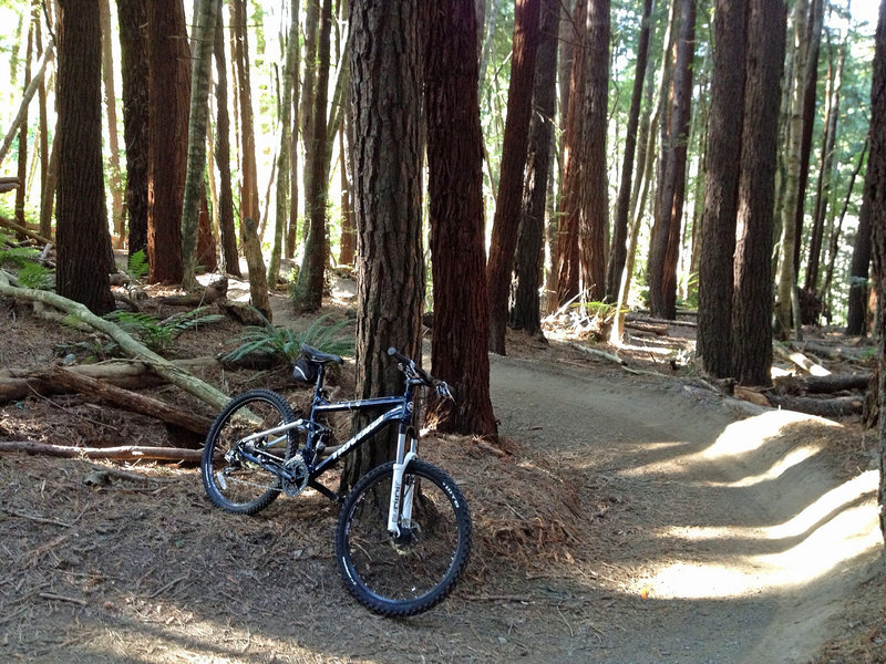 Lots of fun banked curves in the eponymous redwoods.