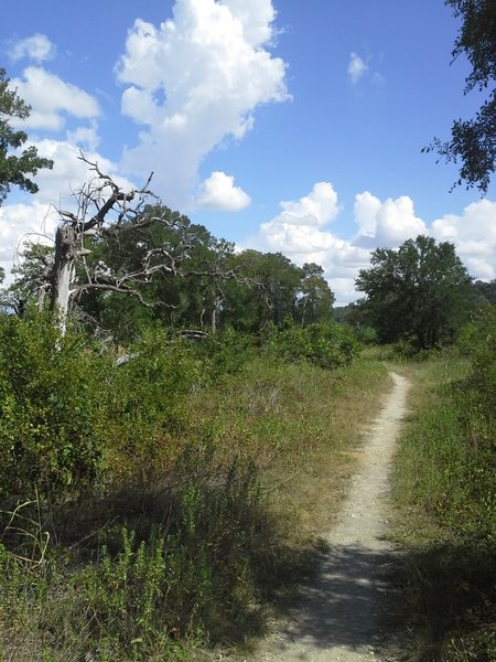 Goodwater Loop near Tejas Campground