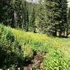 More streams and wildflowers as the grueling climb continues.