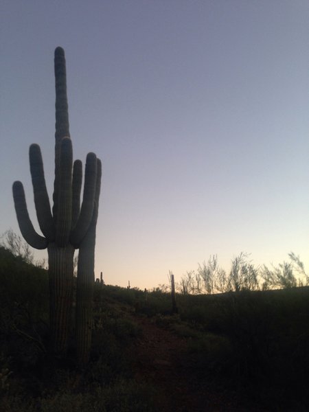 Sun rising over the desert