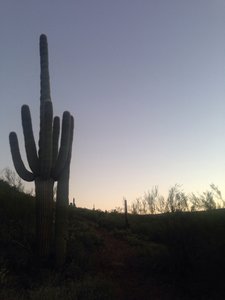 Sun rising over the desert