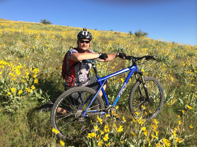 Arrowleaf balsamroot in bloom near Central Ridge Trail