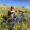 Arrowleaf balsamroot in bloom near Central Ridge Trail