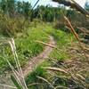 Nice smooth section through the prairie