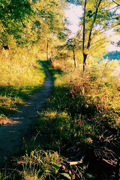 Very smooth section of trail along the side of Alice Wyth Lake