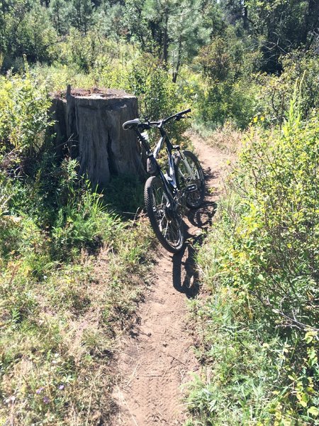 An ancient stump greets riders on fun singletrack meandering along a shallow canyon on Gopher trail in the Turkey Springs trail system.