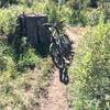 An ancient stump greets riders on fun singletrack meandering along a shallow canyon on Gopher trail in the Turkey Springs trail system.