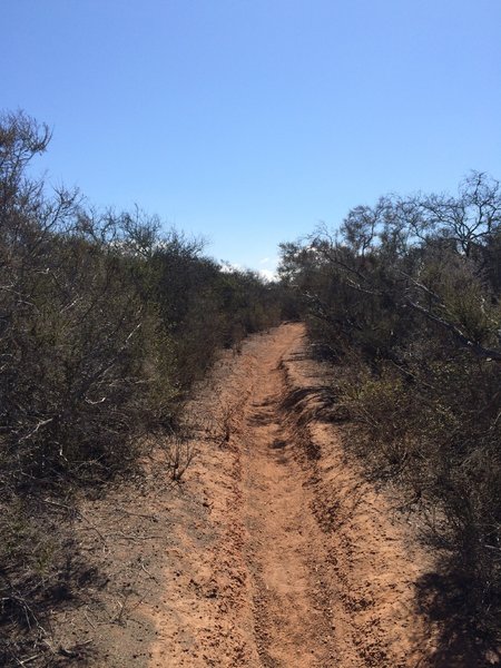 Singletrack in Carmel Mountain Preserve