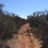 Singletrack in Carmel Mountain Preserve