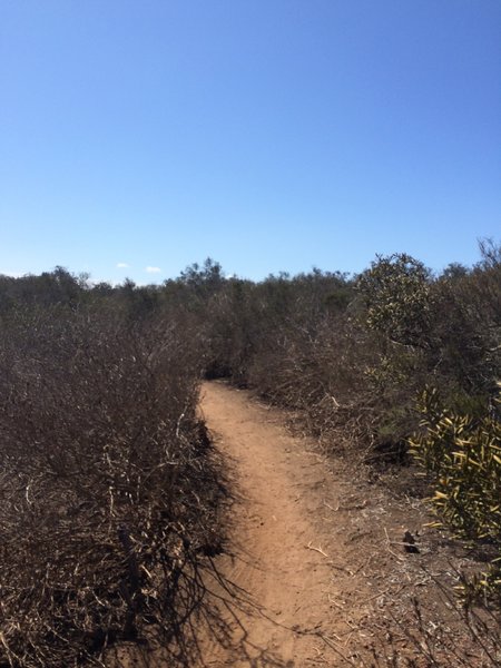 Singletrack through brush.