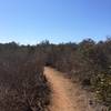 Singletrack through brush.