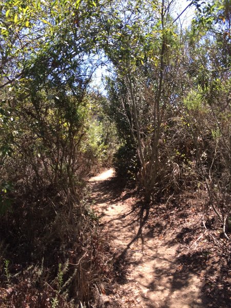 Singletrack through trees and brush.