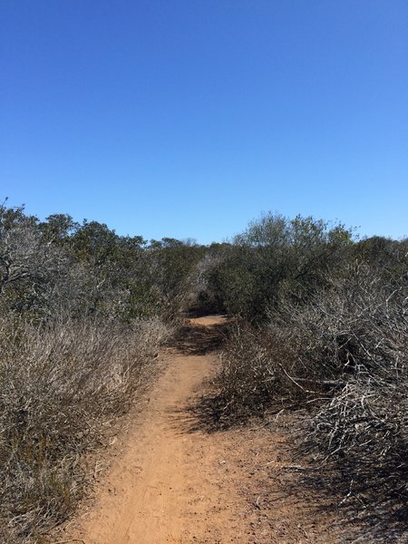 Singletrack through brush on the top of the mesa.