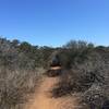 Singletrack through brush on the top of the mesa.