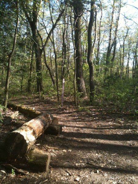 This bench is at the intersection of B and C. I continued down B, but be on your game as there are a couple of quick log hops that will take you out if you aren't careful!