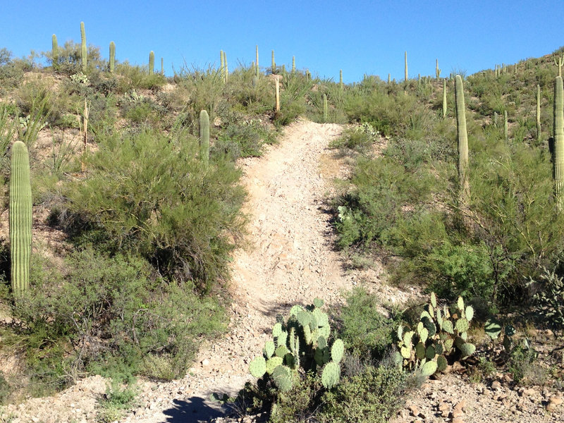 The infamous finishing climb on Robles Loop from Genser Trailhead. Stay left, trust me.