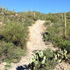 The infamous finishing climb on Robles Loop from Genser Trailhead. Stay left, trust me.