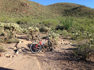 Take a right at this beatifully landscaped intersection to stay on the Explorer Trail, go left to challenge yourself on the Cat Mountain Trail, which is probably the most technically challenging climb/descent combo in the Tucsons. Photo is looking north.