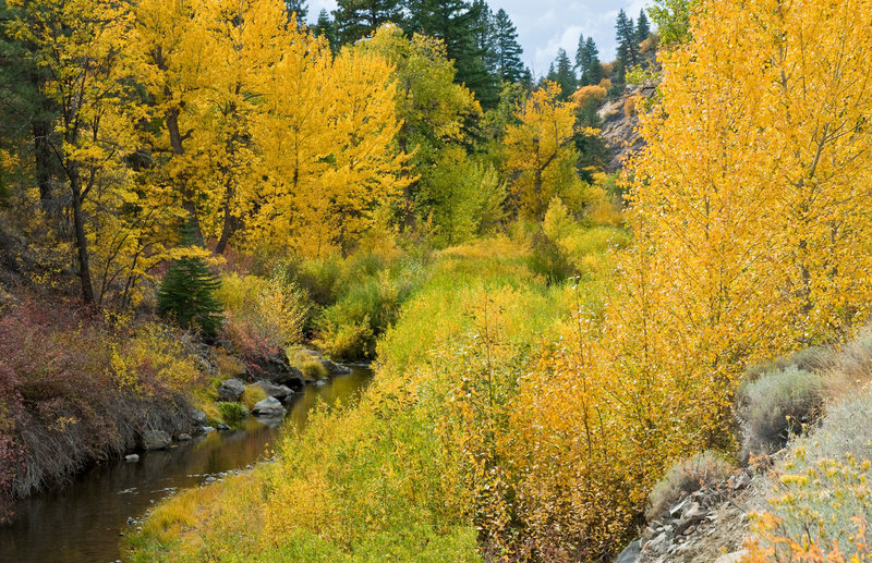 Fall color on Bizz Johnson Nat Rec Trail