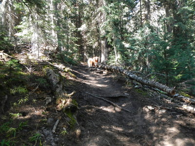 Cattle greet a mountain biker on the hike-a-bike section that takes up much of the first 0.7 miles (1.1 km) of the Robertson Pasture Trail.