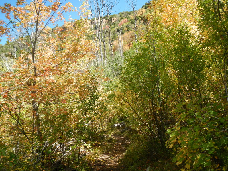 Toward the bottom, there are fun rocky descents (technical, but doable for many intermediate riders) amid maples and other deciduous trees.
<br>

<br>
Because some hike-a-bike rocky climbs follow, one wishes the Forest Service would build a connector trail northwest to Forest Road 5389 at this location.