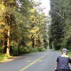 Usually little traffic on this paved road segment with beautiful Redwood trees left and right.