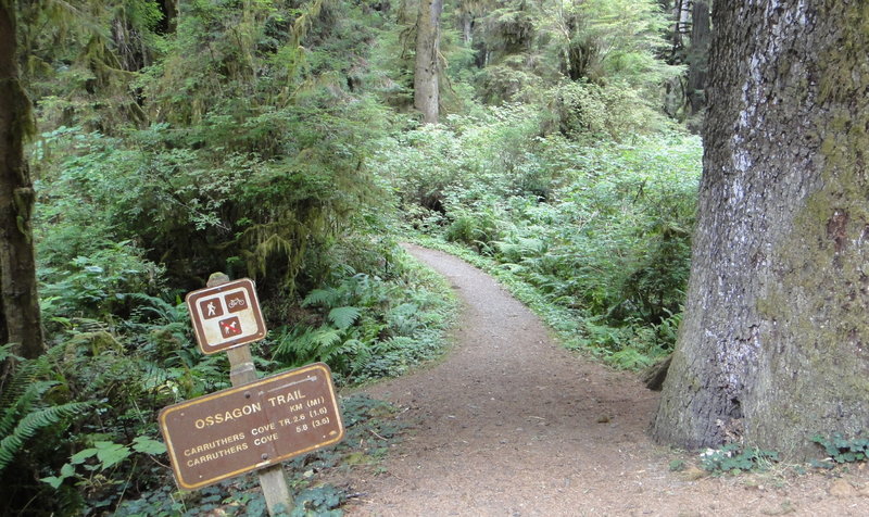 Trailhead for the Ossagon Trail at miles 5.7. Leave the road and turn left here.