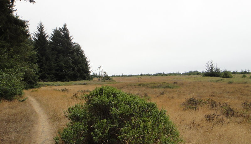 Fun ride on a very smooth segment of the Coastal Trail. Watch out for elk!