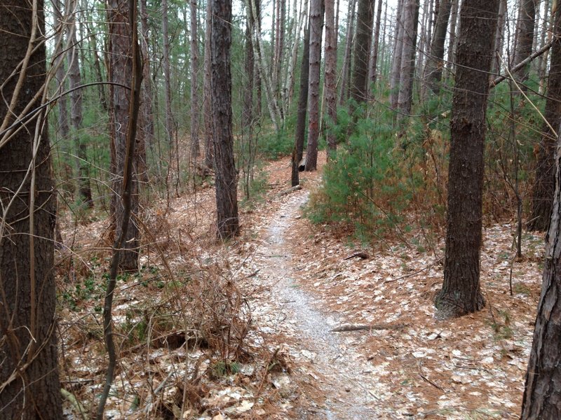 Pine Forest after Climb from Roots