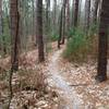 Pine Forest after Climb from Roots