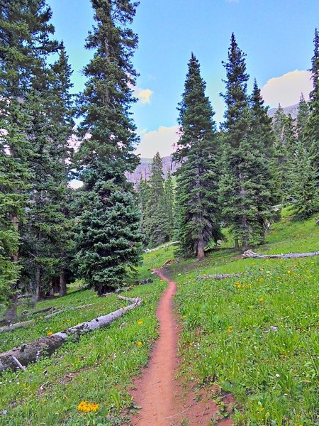 Entering the big trees the trail gets narrower with a steeper cross slope