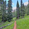 Entering the big trees the trail gets narrower with a steeper cross slope