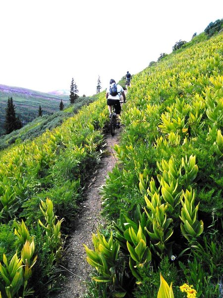 Meadow section below Twin Sisters West