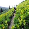 Meadow section below Twin Sisters West