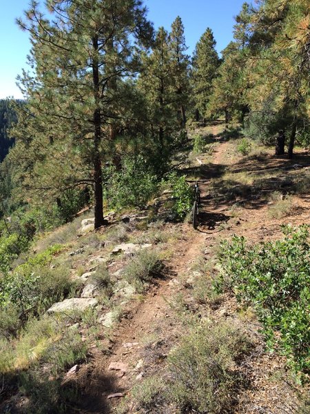 One of the smoother sections of the east side of Lower Rim Trail.