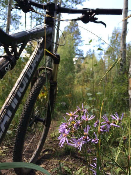 Wildflowers and aspen trees are the hallmark of Aspen Run (307) in the Turkey Springs trail system.