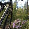 Wildflowers and aspen trees are the hallmark of Aspen Run (307) in the Turkey Springs trail system.