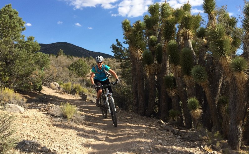 Passing by a nice family of Joshua trees riding up ShowGirl trail