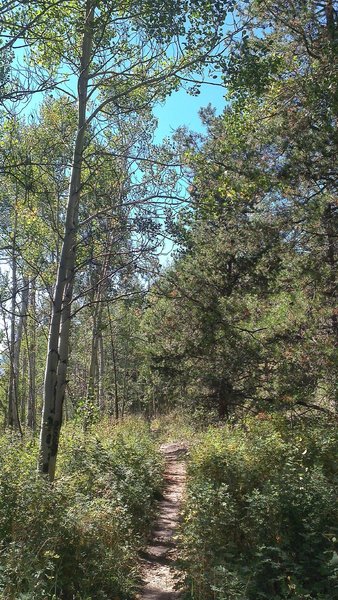 Aspen-lined singletrack on Saints Johns Trail (#9035) north of Keystone