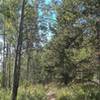 Aspen-lined singletrack on Saints Johns Trail (#9035) north of Keystone