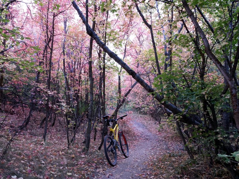 Mid September, colors are a changing.