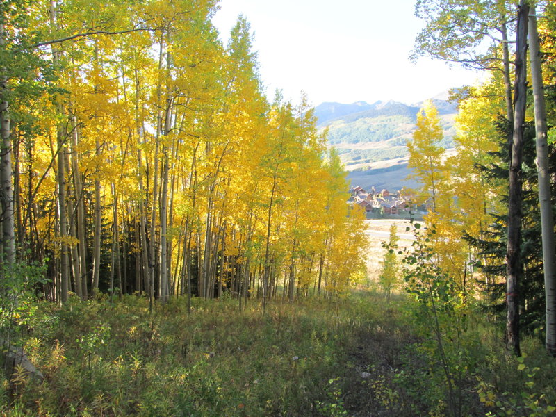 Golden aspens