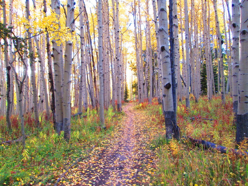 Aspens on Painter Boy